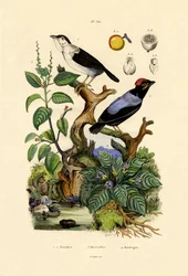 Saltarines